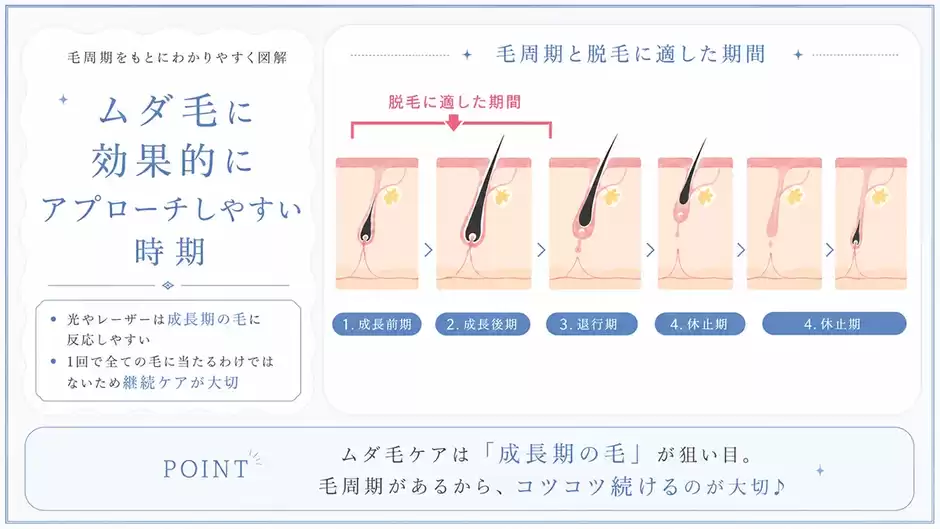 「なぜ1回で終わらない？」毛周期のしくみ