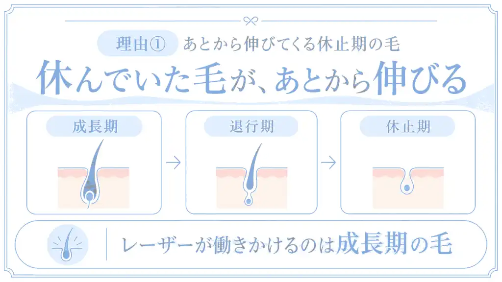 理由① あとから伸びてくる休止期の毛