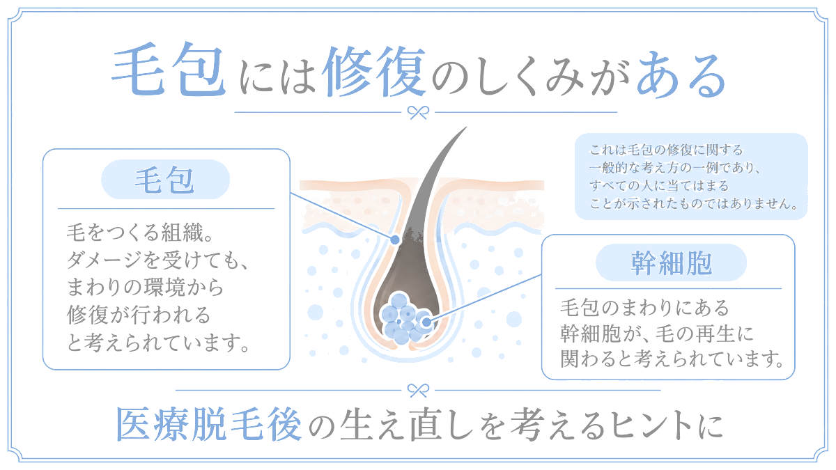 医療脱毛でも毛が生えてくる理由は毛包の幹細胞
